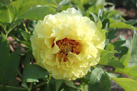 Paeonia Alice in Wonderland, Strauchpfingstrose